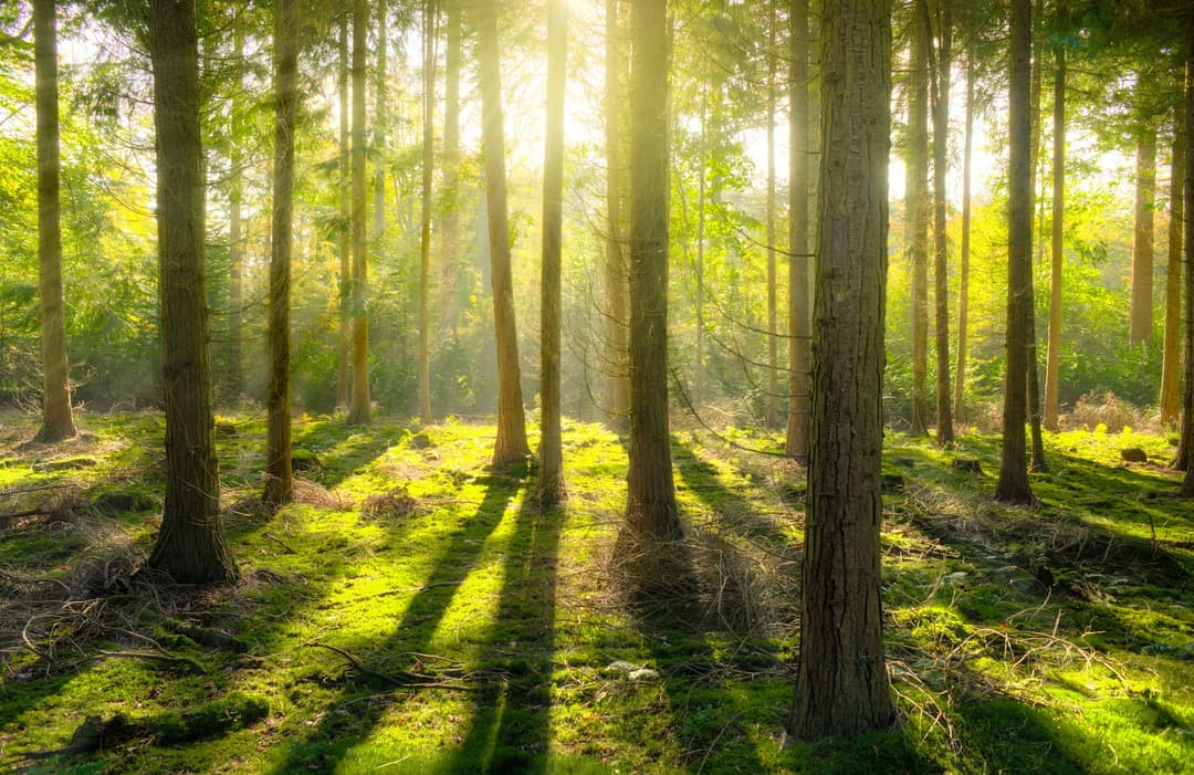 Solljus som strålar genom en skog