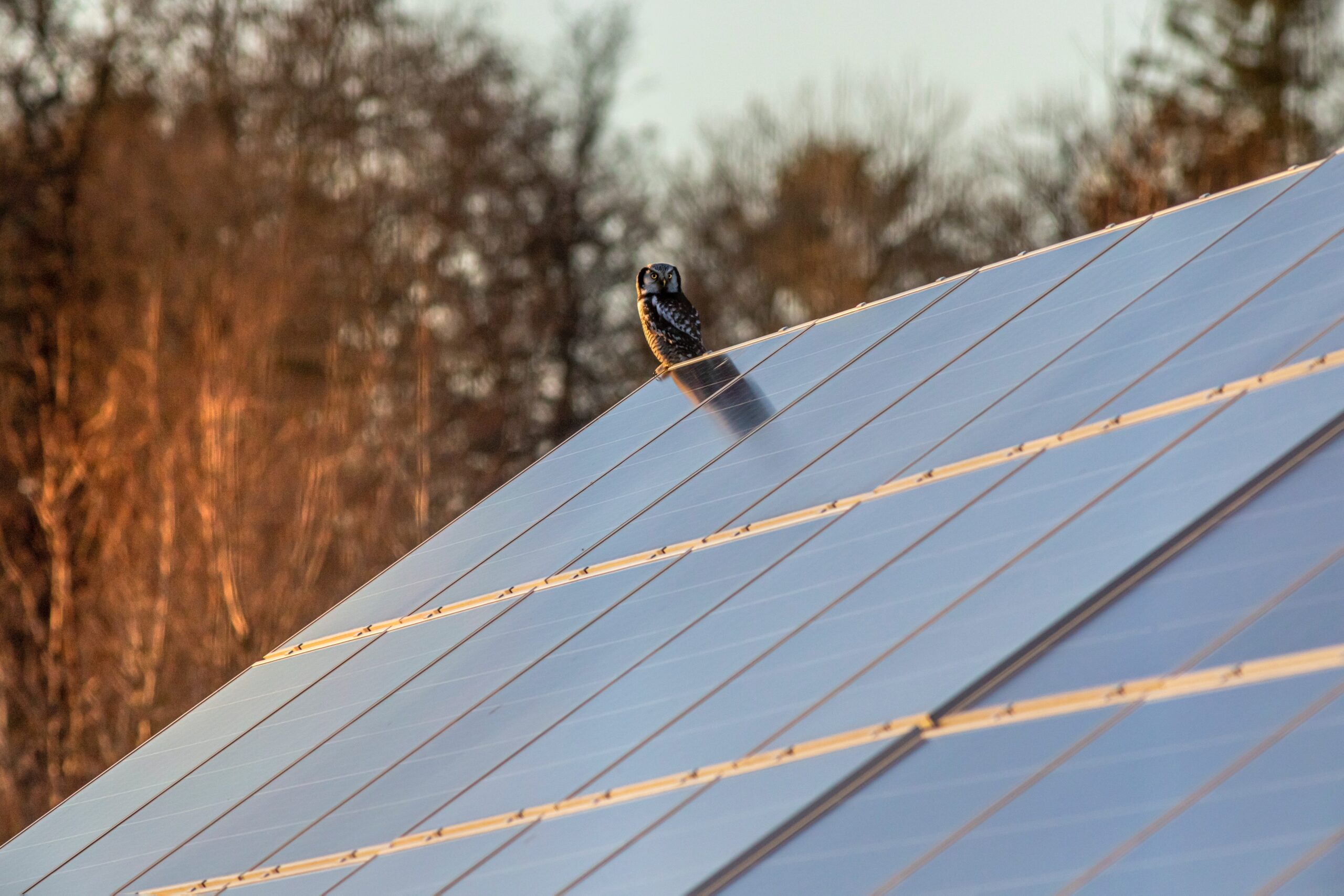 Solceller på tak under vintern